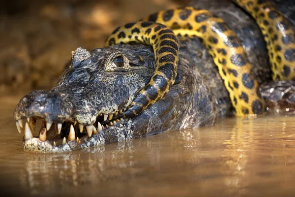 Nahaufnahme Eines Krokodils — Stockfoto