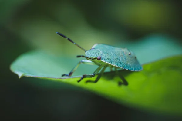 Vue Rapprochée Bug Nature — Photo