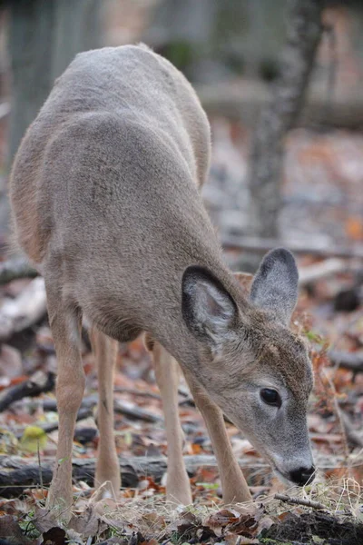 Gros Plan Jeune Cerf Dans Forêt — Photo