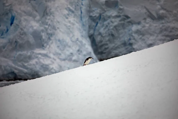 Besneeuwde Berg Bergen — Stockfoto