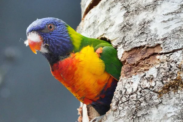 Schöner Papageienvogel Auf Einem Zweig — Stockfoto