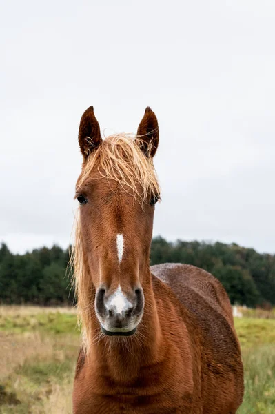 Brown Horse Field — Stock Photo, Image
