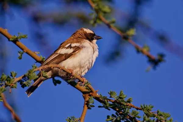 Burung Pada Cabang Pohon Hutan — Stok Foto