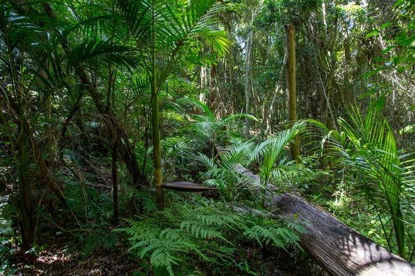 Zelený Tropický Deštný Prales Džungli — Stock fotografie