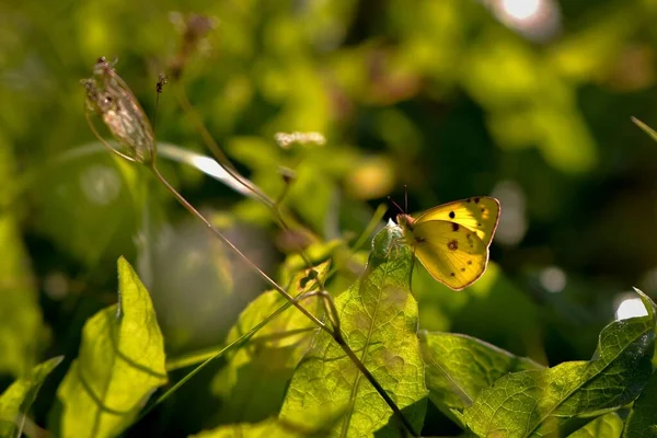 Papillon Sur Une Fleur — Photo