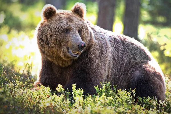 野生のヒグマは — ストック写真