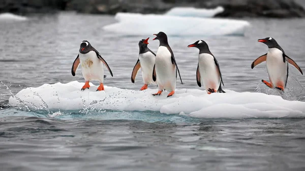 Gentoo Penguins Snow — Stock Photo, Image