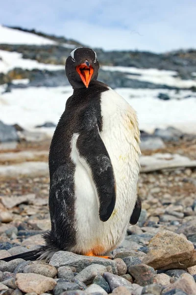 Пингвин Gentoo Стоит Пляже — стоковое фото