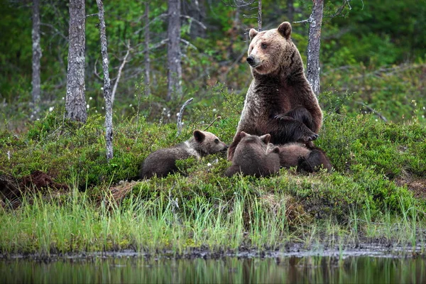 Grizzlybjörnar Naturen — Stockfoto