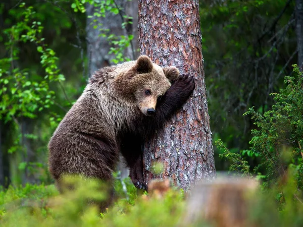 Бурый Медведь Лесном Лугу — стоковое фото
