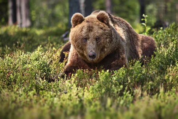 Medvědi Hnědí Divoké Přírodě — Stock fotografie