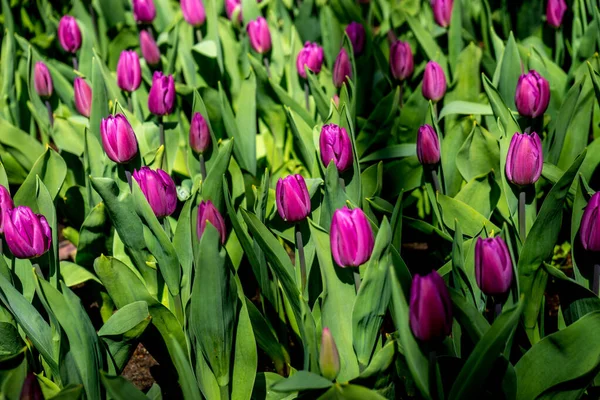 Розовые Тюльпаны Саду Лиссе Нидерланды Европа Яркий Летний День — стоковое фото