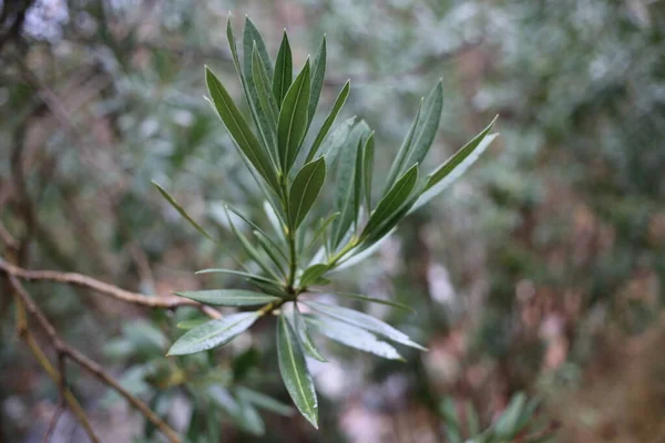 Foglie Verdi Albero Nella Foresta — Foto Stock