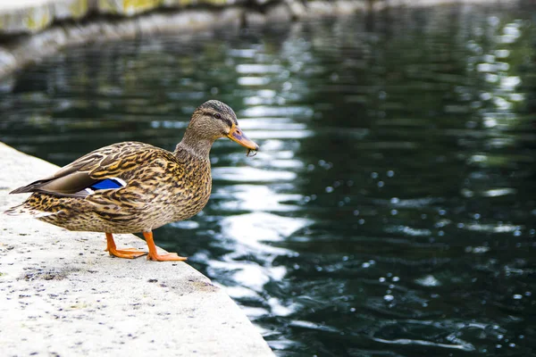 Hermoso Ánade Real Lago —  Fotos de Stock