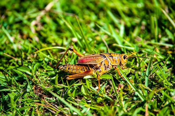 Closeup Shot Grasshopper Sitting Green Grass — Stock Photo, Image