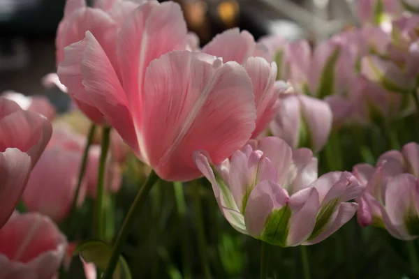 Fleurs Tulipes Roses Dans Jardin Lisse Pays Bas Europe Par — Photo