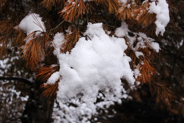 Schnee Bedeckt Mit Weißen Flauschigen Blättern Auf Einem Baum Wald — Stockfoto
