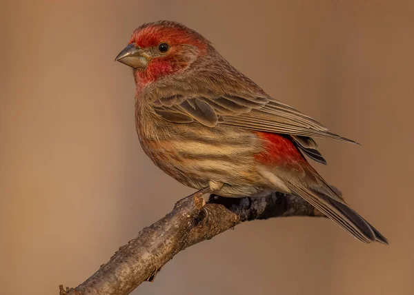 Close Male Bird — Stock Photo, Image