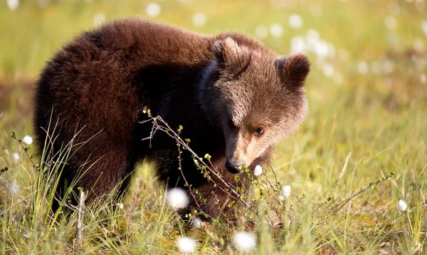 Brown Bear Forest Meadow — Stock Photo, Image