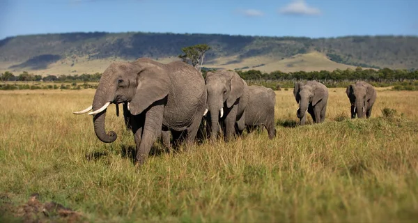 Elefantes Africanos Sabana Kenya — Foto de Stock