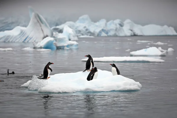 Dois Pinguins Neve — Fotografia de Stock