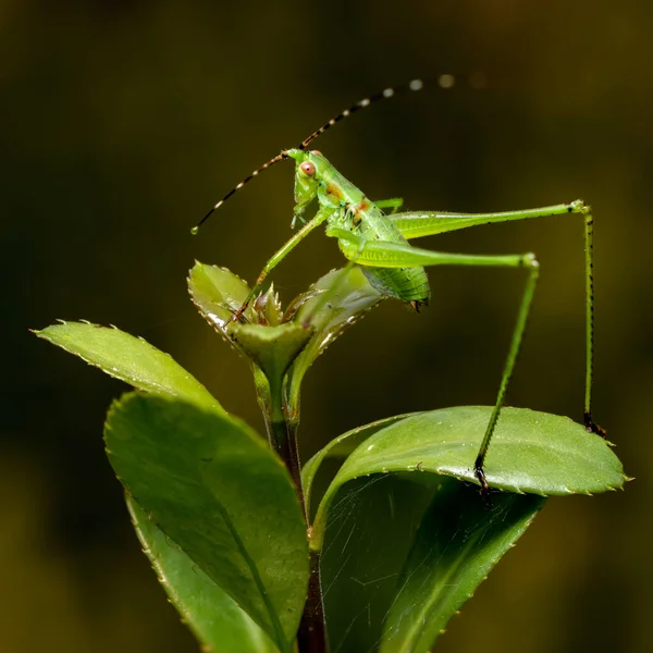 초록색 메뚜기를 클로즈업 — 스톡 사진