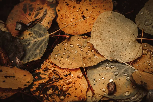 Autumn Leaves Ground — Stock Photo, Image