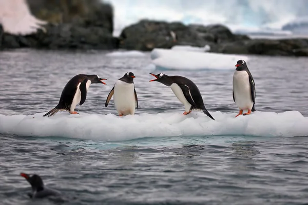 Gentoo Пингвины Арктике — стоковое фото