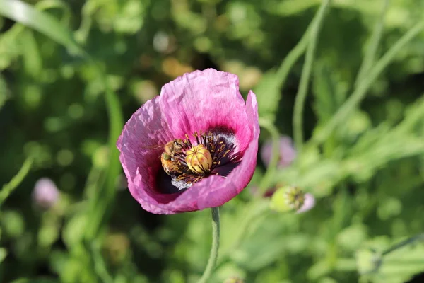 Hermosas Flores Jardín — Foto de Stock