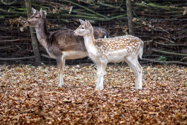 Ciervos Bosque — Foto de Stock