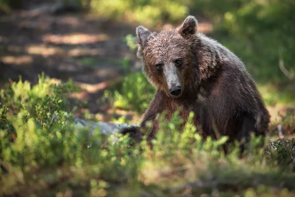 Niedźwiedzie Brunatne Naturze — Zdjęcie stockowe