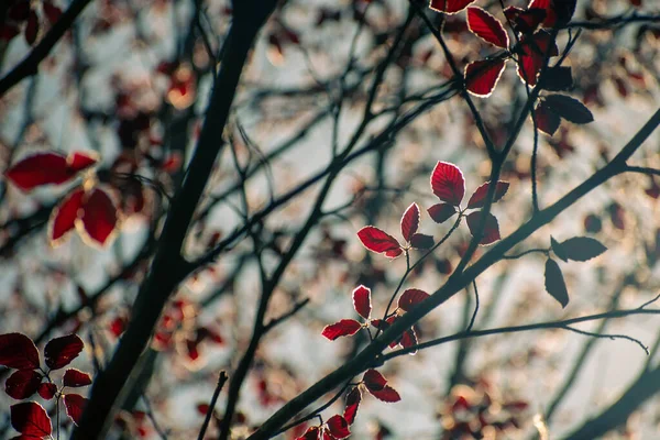 아름다운 열매들이 — 스톡 사진
