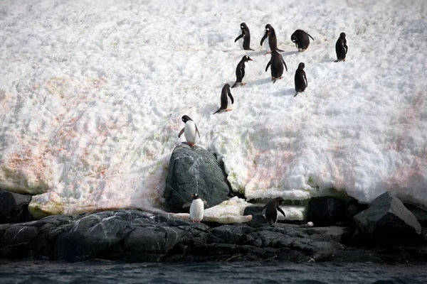 Una Bandada Pingüinos Mar —  Fotos de Stock