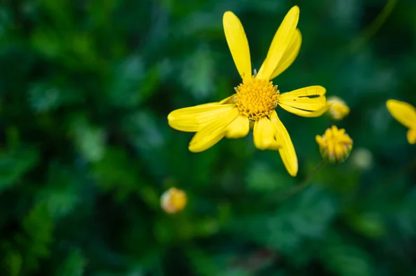 Beautiful Yellow Flower Garden — Stock Photo, Image