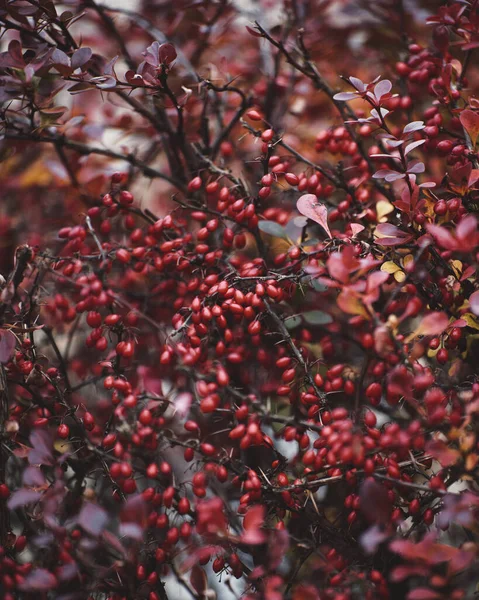 Rode Lijsterbes Een Tak Tuin — Stockfoto