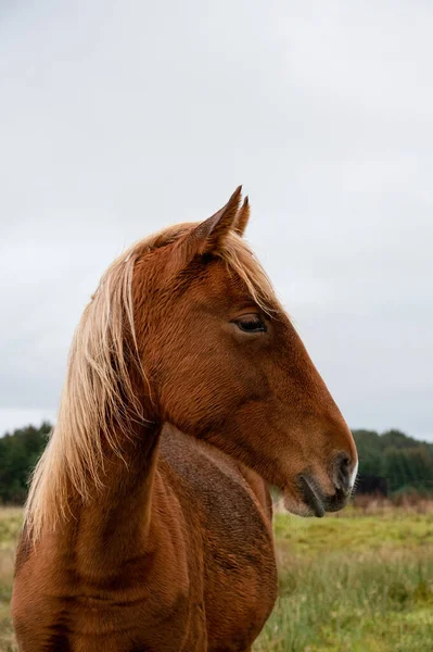 Beautiful Hors Fält — Stockfoto