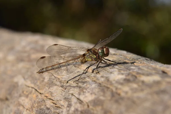 Libellule Sur Une Feuille — Photo