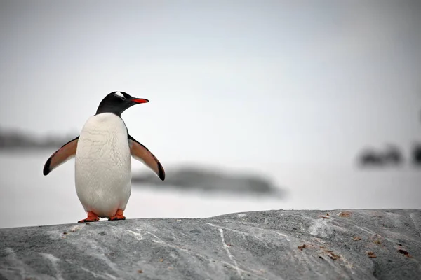 海滩上的Gentoo企鹅 — 图库照片