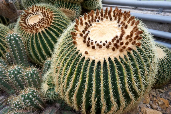 Close Cactus — Stock Photo, Image