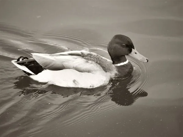Pato Preto Branco Nadando Água — Fotografia de Stock
