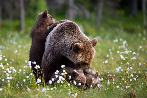 Barna Medvék Vad Természetben — Stock Fotó