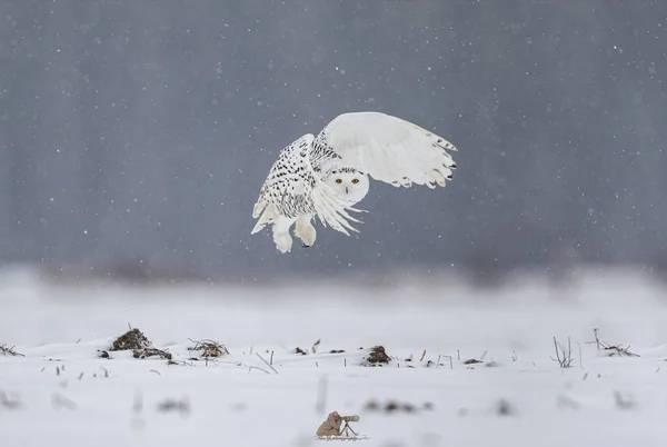 Sneeuwstaartarend Het Bos — Stockfoto