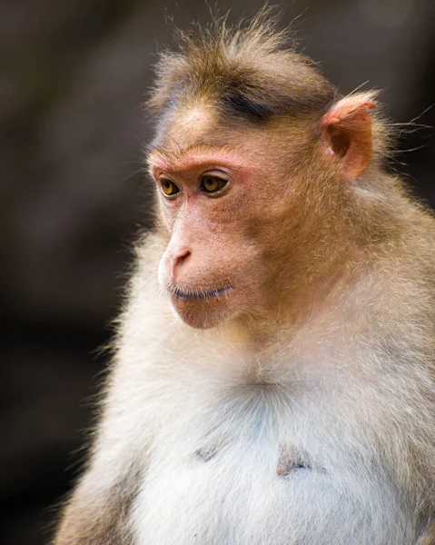 귀여운 원숭이의 클로즈업 — 스톡 사진