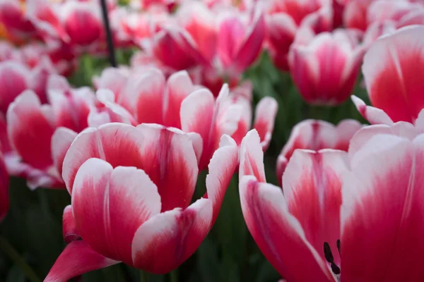 夏の明るい日に オランダのリスス ヨーロッパの庭で赤と白のチューリップの花 — ストック写真