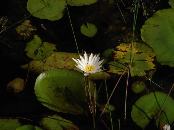 Mooie Witte Lotusbloem Vijver — Stockfoto