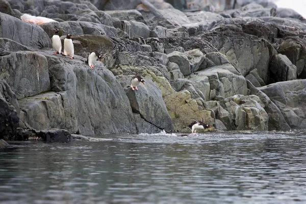 Troupeau Mouettes Sur Plage — Photo