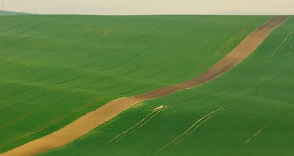 Зеленое Пшеничное Поле Сельской Местности — стоковое фото