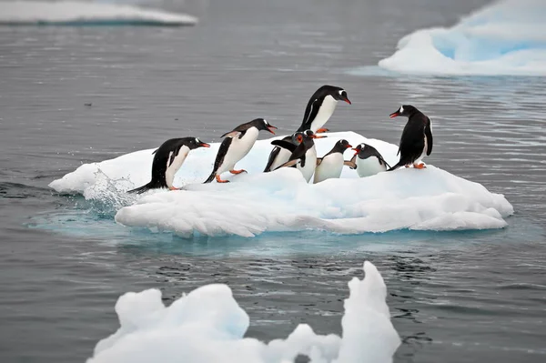 Weißer Schwan Auf Dem See — Stockfoto