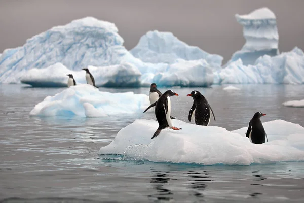 Grupo Pingüinos Nieve — Foto de Stock