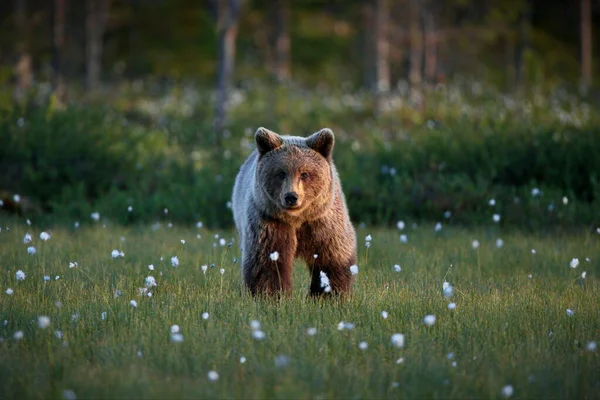 Дикий Медведь Гризли Лесу — стоковое фото